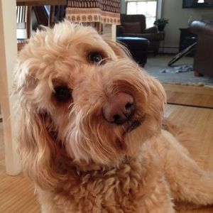 Meet your Posher, Kelly